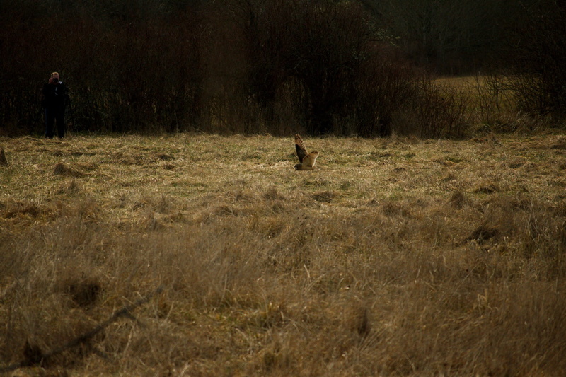 forest, environment, outdoors, domestic animals, leaf, herbivorous, near, canine, green grass, day, black, pets, land, wildlife, 1080P, standing, brown