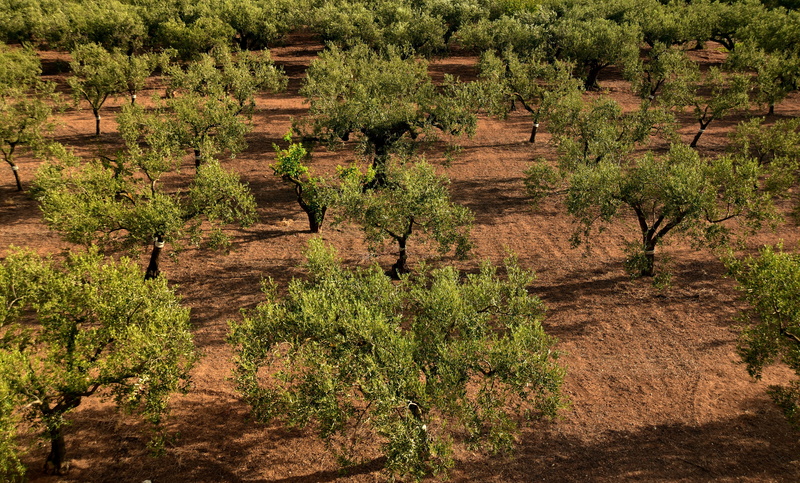 olive trees, olive grove, no people, agriculture, sunlight, plant, green color, vegetation, sicily, tranquility, nature, olive field, field, day, scenics - nature
