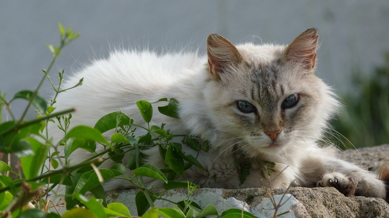 mammal, nature, pets, animal, portrait, grey white, 4K, peaceful, vertebrate, day, feline, relaxation, lying, animal themes, leaf, white, rest, domestic animals