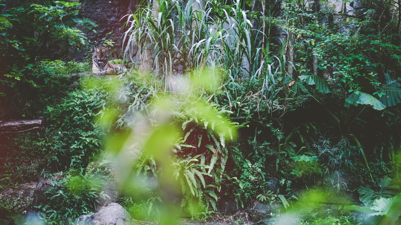 forest, 5K, grass, green color, garden, water, tranquility, natural, environment, no people, outdoors, land, leaf, blur, mystic, plants, exotic, green