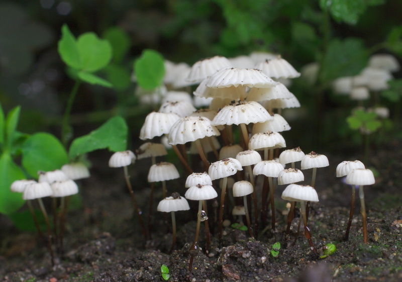 petite, mushrooms, white, season, beside, Pinwheel, close-up, 1080P, green, marasmius rotula, macro, plant, garden, Makro, roue, growth, green leaf, white mushrooms