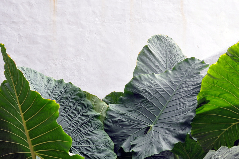 near, natural pattern, textured, leaves, green color, beauty in nature, tranquility, anthurium leaf, leaf vein, growth, green, rock formation, wall, painted