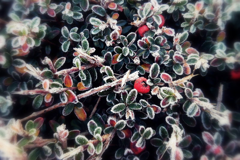 weather, morning, full frame, beauty in nature, nature, selective focus, christmas, surface, berries, fruit, healthy eating, food, berry fruit, sunny, close-up