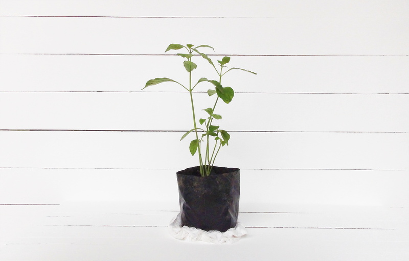 growth, plant part, wall - building feature, green color, flower pot, seedling, life, potted plant, white, green, wall, wood - material, pot, garden, houseplant