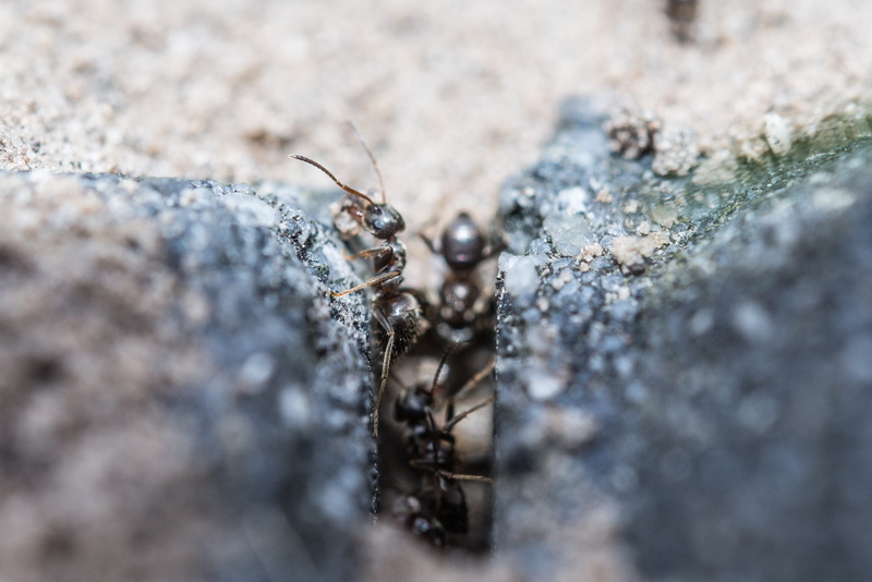 one animal, antenna, nature, arthropod, day, spider, Macro, animals in the wild, solid, walking, animal themes, Ants, group, climbing, animal wildlife