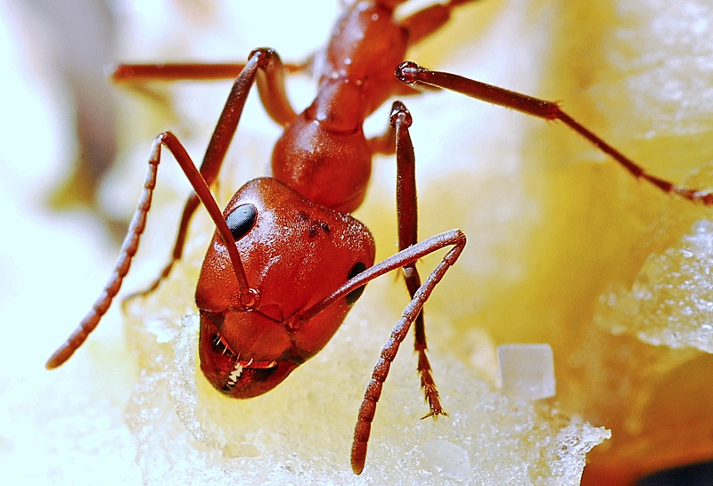 day, ant, animal themes, antenna, insect, invertebrate, macro, one animal, food, animals in the wild, 1080P, outdoors, flower, no people, animal wildlife