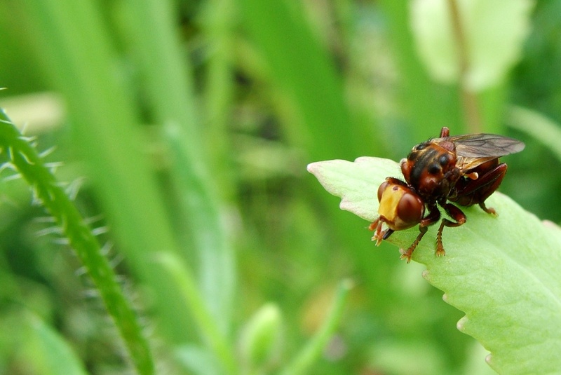 sign, bedbug, close, ant, mite, white, wing, design, flat, set, leaf, plant part, focus on foreground, fly, green color, animal, biology, termite, animal wing