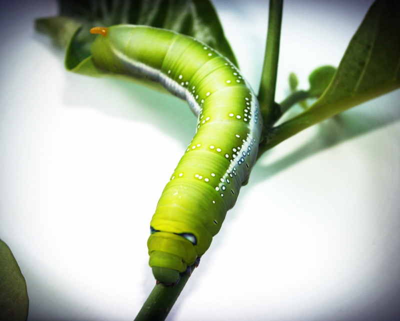 macro, attractive, poisonous, one, close-up, green, cute, small, outdoors, food, plant part, day, bright, green color, plant, flower, creepy, park, worm