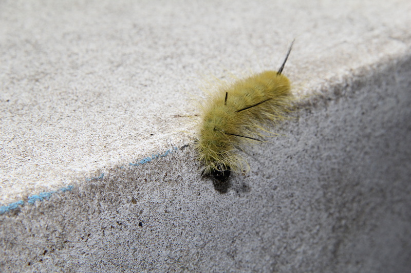 land, focus on foreground, antenna, growth, animal, high angle view, wild, animals in the wild, caterpillar, nature, one animal, animal wildlife, pest