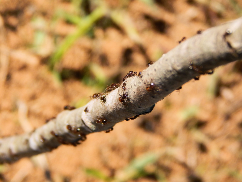 focus on foreground, ants, tree, busy, animal themes, colony, invertebrate, wild, 4K, day, small, selective focus, outdoors, sunlight, creature, animal