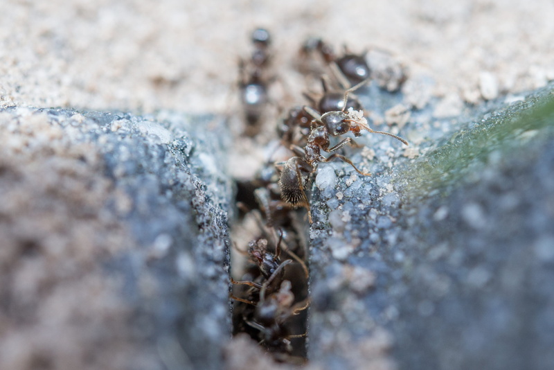 outdoors, Macro, climbing, nature, animal, teamwork, walking, rock - object, Wildlife, arthropod, work, selective focus, group, solid, small, creature