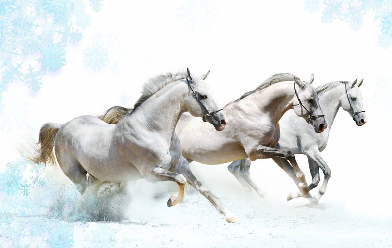 domestic, animal themes, 5K, two animals, sky, vertebrate, horse, animal wildlife, group of animals, domestic animals, mammal, herbivorous, working animal
