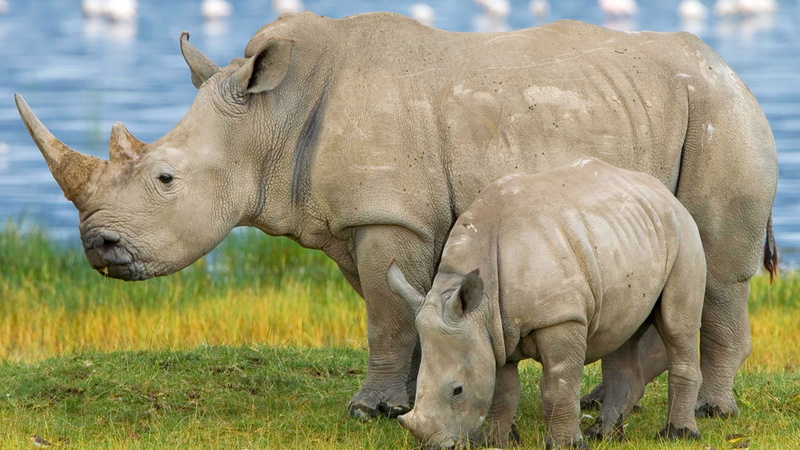 group of animals, side view, animal themes, rhinos, rhinoceros, animal, no people, safari, white, animal family, mammal, 4K, two animals, family, field