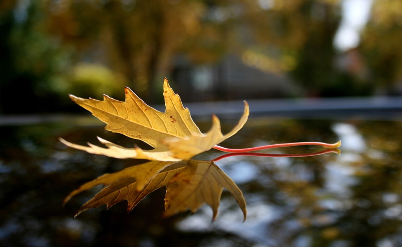 plant, Seasons, vulnerability, lake, close-up, maple leaf, fragility, tree, yellow, 2K, water, day, growth, nature, no people, flower, plant part, focus on foreground