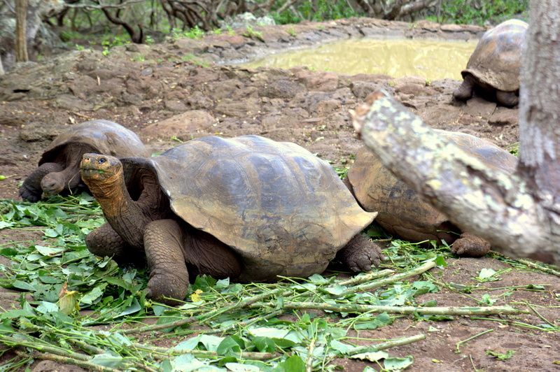 tortoise shell, no people, vertebrate, outdoors, nature, turtle, tortoise, animal themes, animal wildlife, field, high angle view, reptile, animal, shell