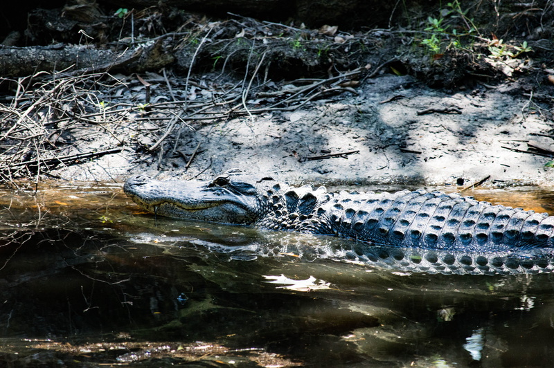 no people, flowing water, animals in the wild, animal, nature, animal wildlife, reptile, ravenel, day, outdoors, charleston, water, vertebrate, swamp, one animal