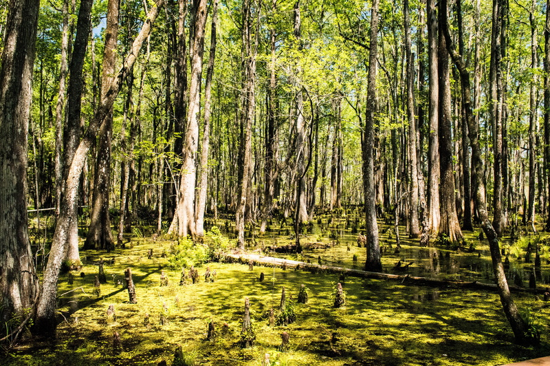green color, plant, tranquil scene, woodland, swamp, tree, outdoors, landscape, nature, bamboo - plant, sunlight, tree trunk, 5K, united states, growth