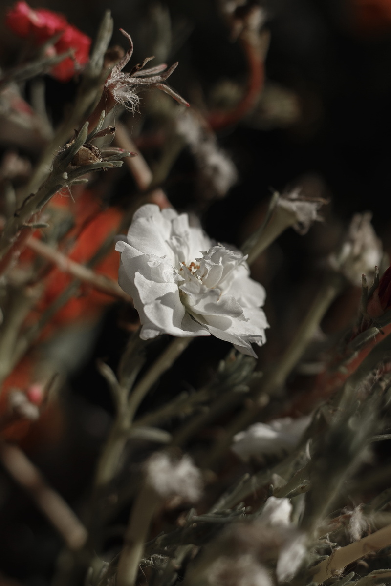 interpretation, growth, no people, 4K, petal, flower head, garden, freshness, close-up, beauty in nature, selective focus, purity, fragility, flowering plant