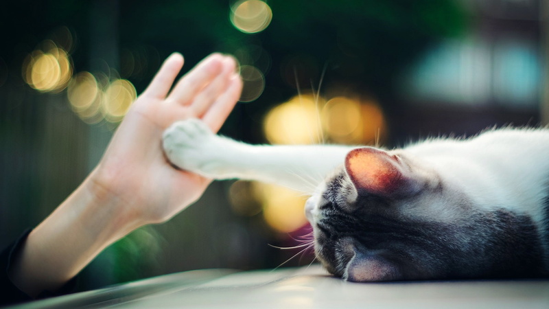 1080P, Cute, Cat, touch, Hand, Palm, Bokeh