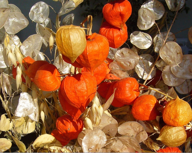 sunlight, healthy eating, no people, beauty in nature, outdoors, autumn, physalis, food and drink, close-up, still life, orange, citrus fruit, orange color
