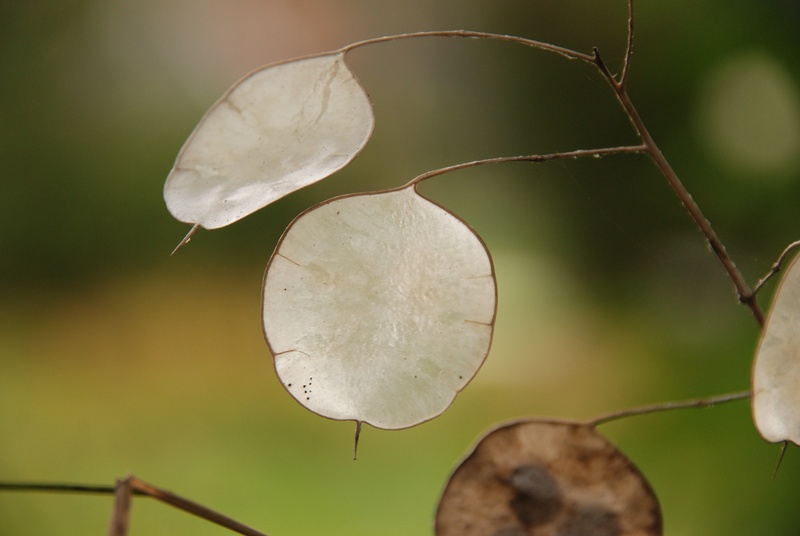 tree, honesty, food, freshness, outdoors, plant, selective focus, branch, 4K, leaf, seed, brown, green, close-up, autumn, fruit, natural condition, focus on foreground
