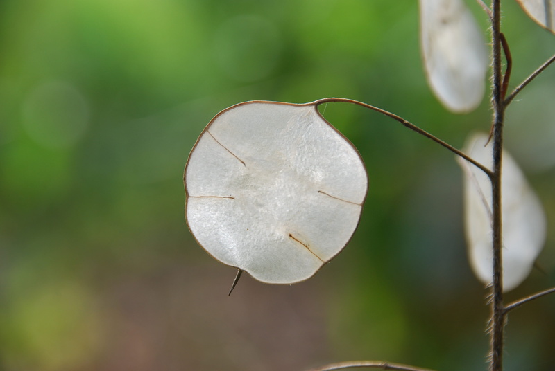 one animal, Plant, focus on foreground, food and drink, vertebrate, no people, inflorescence, outdoors, tree, day, Nature, animal wildlife, close-up, Honesty