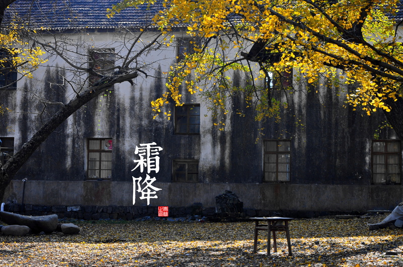 change, solar terms, building exterior, autumn, tree trunk, nature, building, day, plant, branch, tree, plant part, graffiti, city, 4K, architecture, outdoors