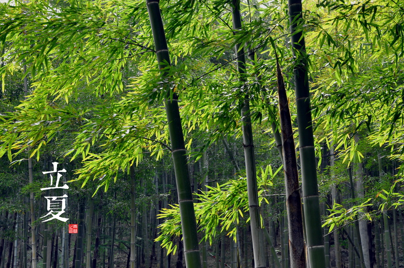 plants, green, solar terms, 4K, trees