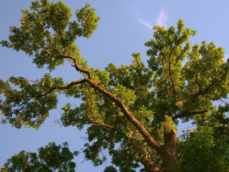 1080P, trunk, no People, trees, beauty In Nature, scenics, blue, woodland, leaf, tree Trunk, low angle view, green Color, day, season, yellow, green, from below