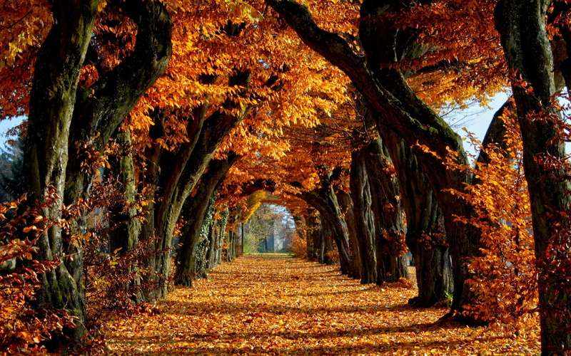 treelined, tranquil scene, Long-term, plant, land, arch, footpath, the way forward, nature, 2K, beauty in nature, Path, tree trunk, no people, diminishing perspective