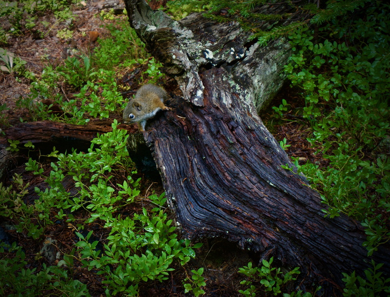 furry, plant, nature, tranquility, tree trunk, cute, wild animal, wood, land, 4K, trunk, moss, day, log, tree, pika, bark, green color, united states