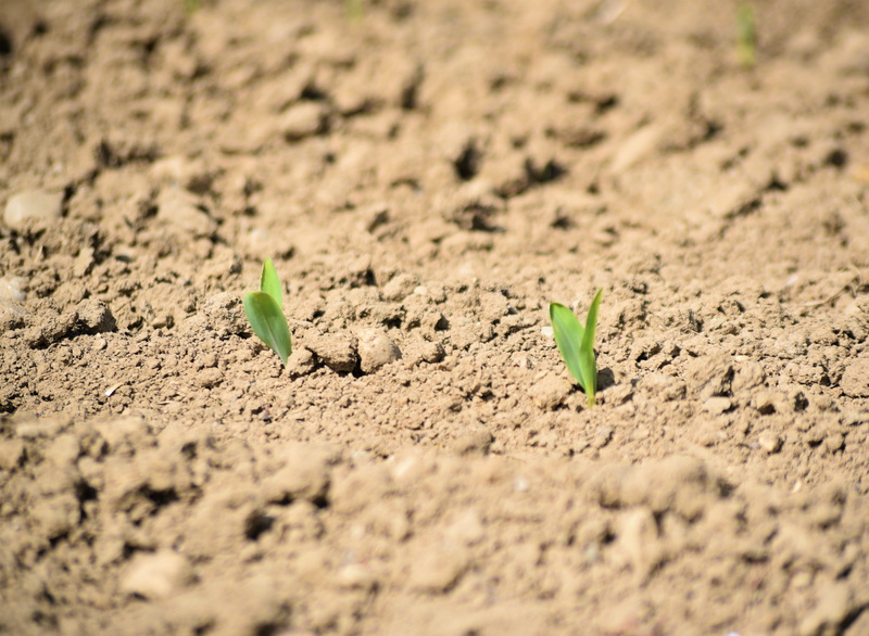 field crops, cultivation, field, 5K, beauty in nature, sand, harvest, sapling, fragility, land, plantation, cereals, outdoors, acres, no people, loosening up