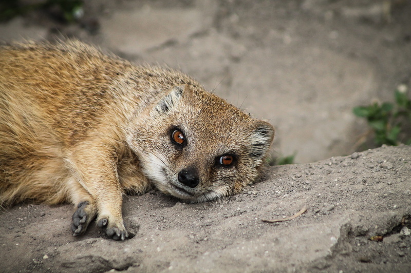 player, portrait, hair, it loosens, mammal, vertebrate, lie, close-up, land, relax, location, cute, happy, loose, 4K, looking at camera, állatportré, vigyorgás