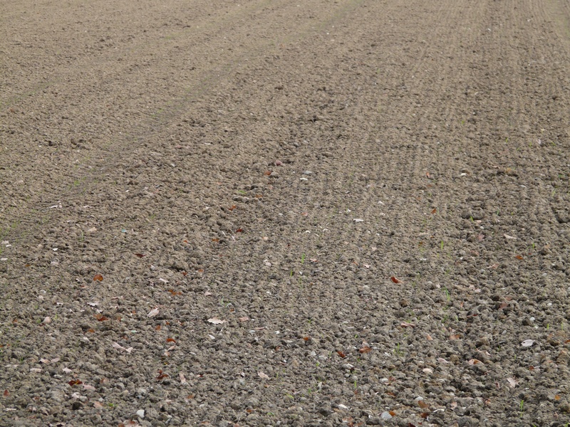 no people, loosening up, arable, environment, ground, full frame, grass, agriculture, outdoors, field, textured effect, day, surface level, nature, textured
