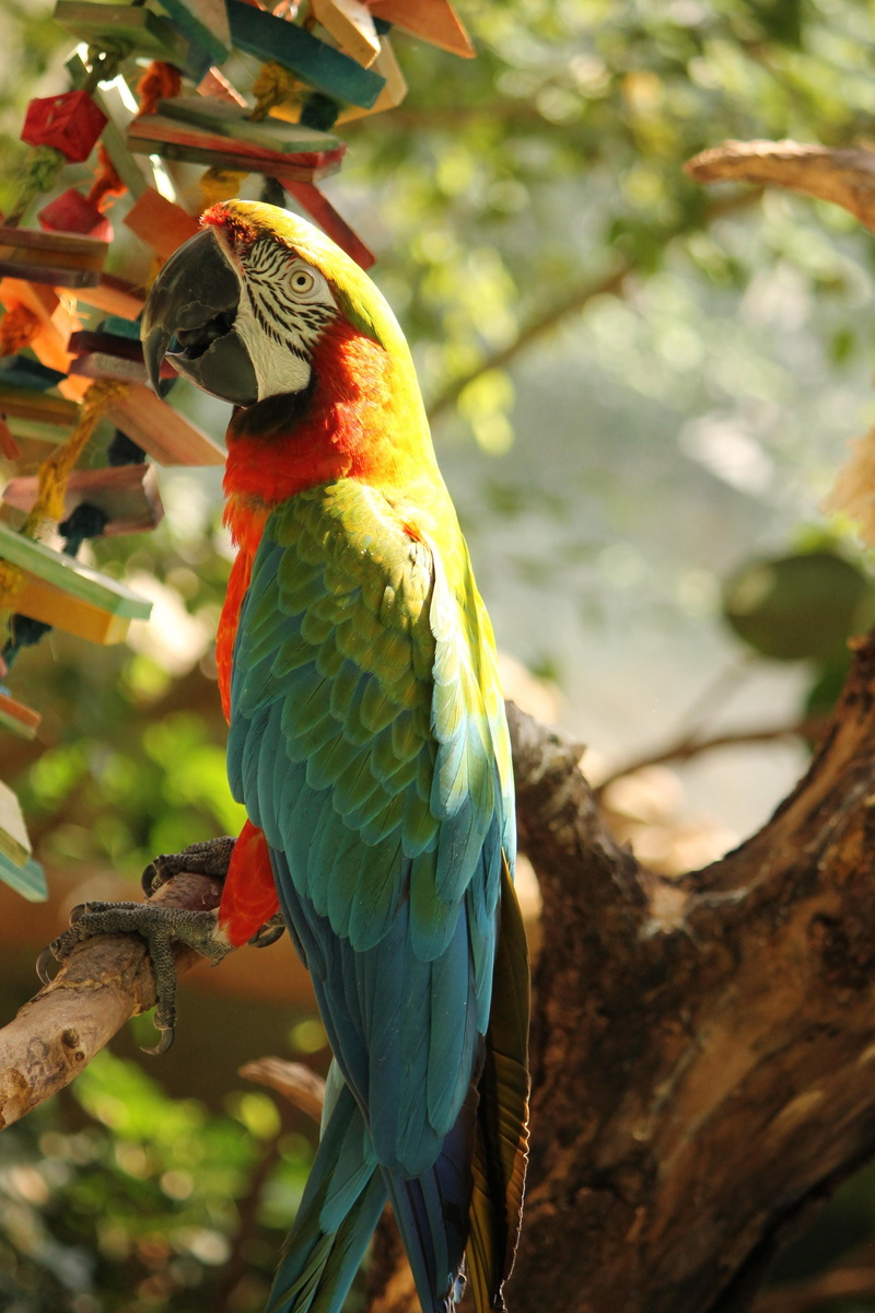 day, beauty in nature, animal themes, no people, tree, vertebrate, focus on foreground, macaw, colors, parrot, rainbow, animals in the wild, syracuse, animal wildlife