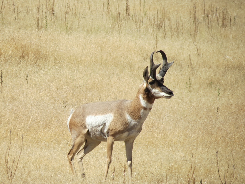 nature, standing, deer, animals in the wild, mammal, no people, usa, herbivorous, vertebrate, antler, antelope island, animal themes, domestic animals