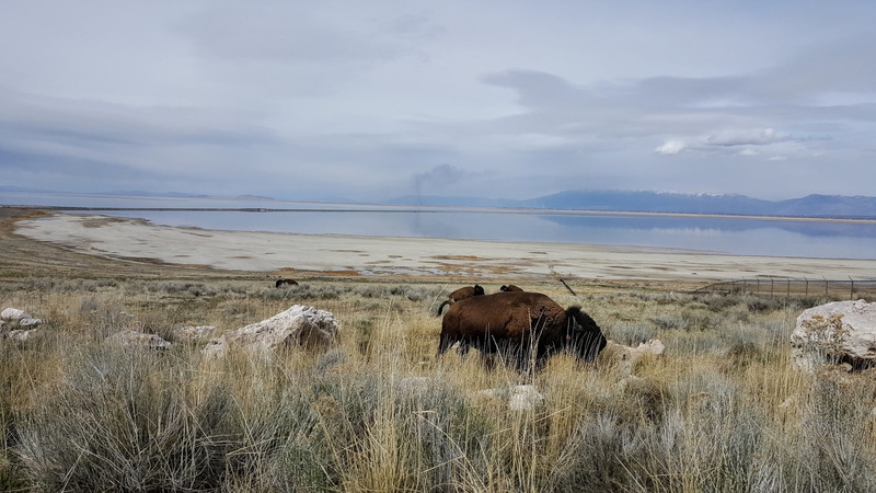 vertebrate, field, pets, utah, antelope island, group of animals, beauty in nature, scenics - nature, domestic animals, 2K, land, bison, animal themes