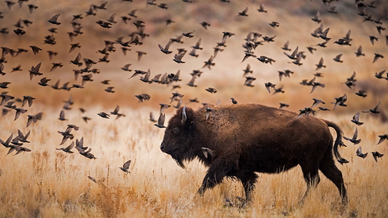 Buffalo, 1080P, USA, National Park, birds, The Island Of Antelope, Utah