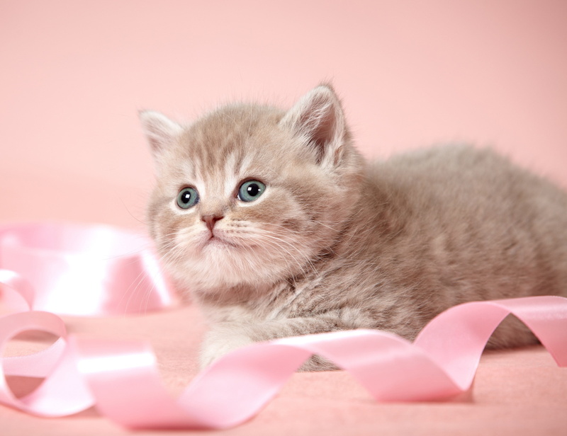 cat, pets, pink color, cute, no people, positive emotion, box - container, young animal, domestic animals, domestic cat, indoors, love, animal, domestic
