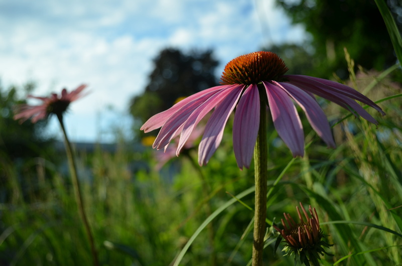 side, Midwest, U.S. Fish and Wildlife Service, close-up, nature, Creative Commons, summer, Restoration, petal, side view, plant, MN, Restore, Minnesota