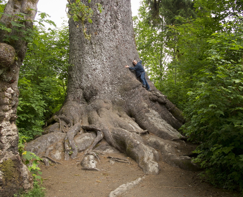 tree hugger, rock, lifestyles, forest, plant, activity, full length, casual clothing, real people, large, united states, low angle view, leisure activity