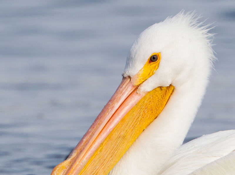 american, 2K, Midwest, closeup photography, U.S. Fish and Wildlife Service, body of water, Bird, beak, water, pelican, wildlife, MN, Creative Commons