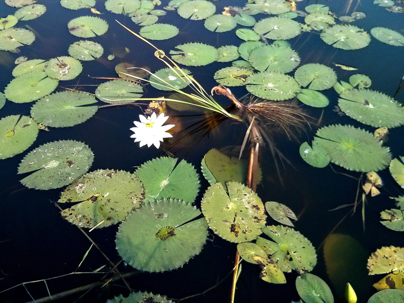 plant part, plant, flower head, no people, lake, burundi, close-up, freshness, water, fragility, high angle view, vulnerability, floating on water, flowering plant