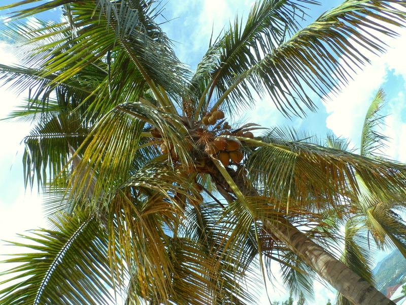 sunlight, 2K, bujumbura, palm tree, leaf, tropical tree, tropical, sky, africa, palm, green color, day, exotic, tranquility, beauty in nature, palm nuts