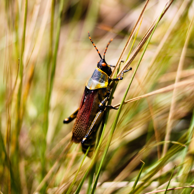 growth, focus on foreground, Grasshopper, green color, day, grass, outdoors, zoology, animal wildlife, 2K, animal themes, animal body part, Insect, close-up