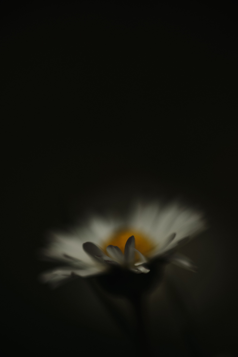 animal, daisy, board, beauty in nature, flower head, blossom, freshness, insect, 5K, pollen, asteraceae, yellow, petal, anther, background, no people