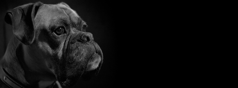 Boxer, 5K, petportrait, Black and White, blackandwhite, lowkey