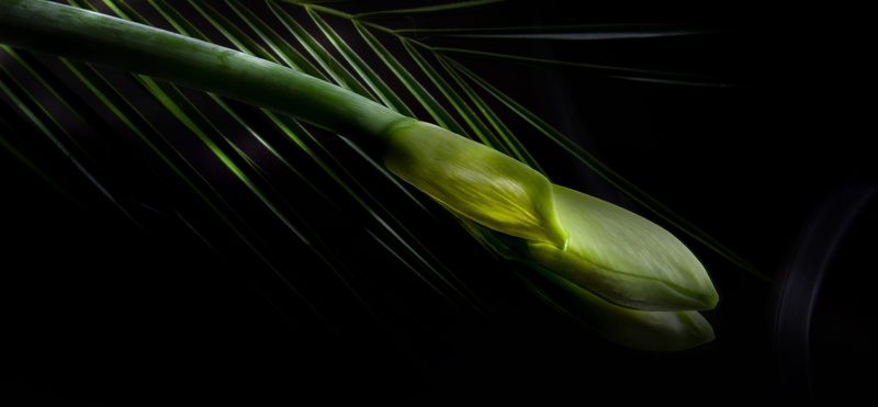 lichtspiel, plant part, freshness, close-up, food, no people, amaryllis, 4K, lowkey, raw food, black background, leaf, green, purity, studio shot, vegetable