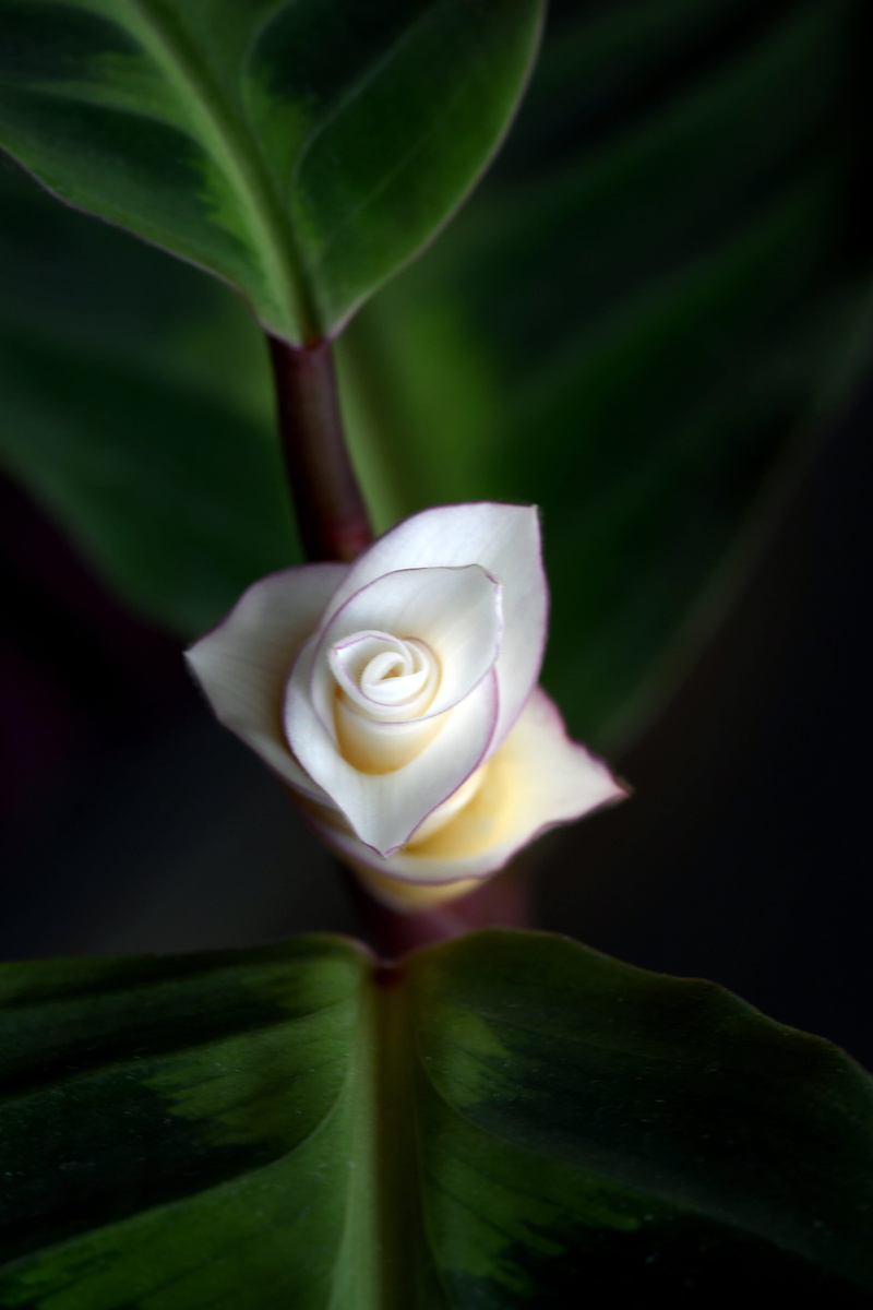 no people, 4K, purity, green, freshness, close-up, basket maranten, inflorescence, houseplant, flowering plant, white color, flower, outdoors, plant part