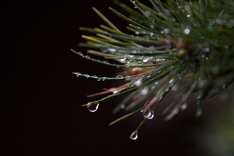 raindrop, fragility, drip, bonsai, macro, branch, coniferous tree, outdoors, nature, dew, conifer, close up, purity, selective focus, rain, reflection